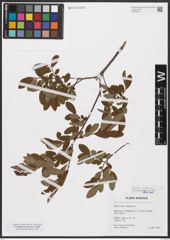Foto von Salix aurita L. x Salix myrtilloides L.